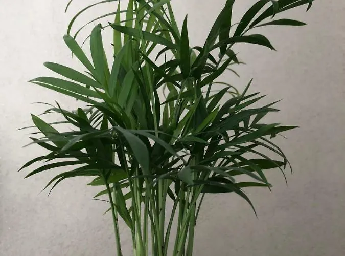 Like At Appartement *